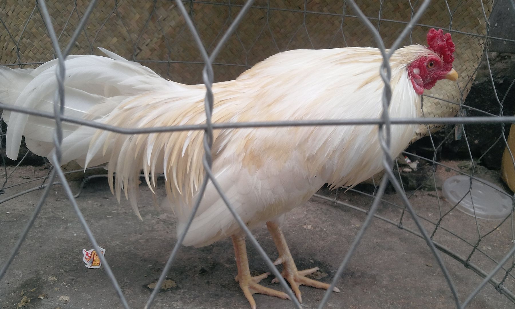 2 em gà tre Win hôm chủ nhật để lại cho ae chơi (có clip) - 2