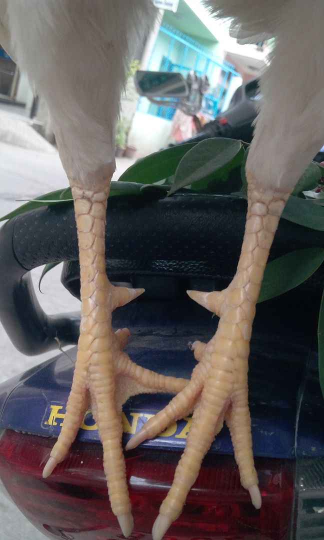 2 em gà tre Win hôm chủ nhật để lại cho ae chơi (có clip)