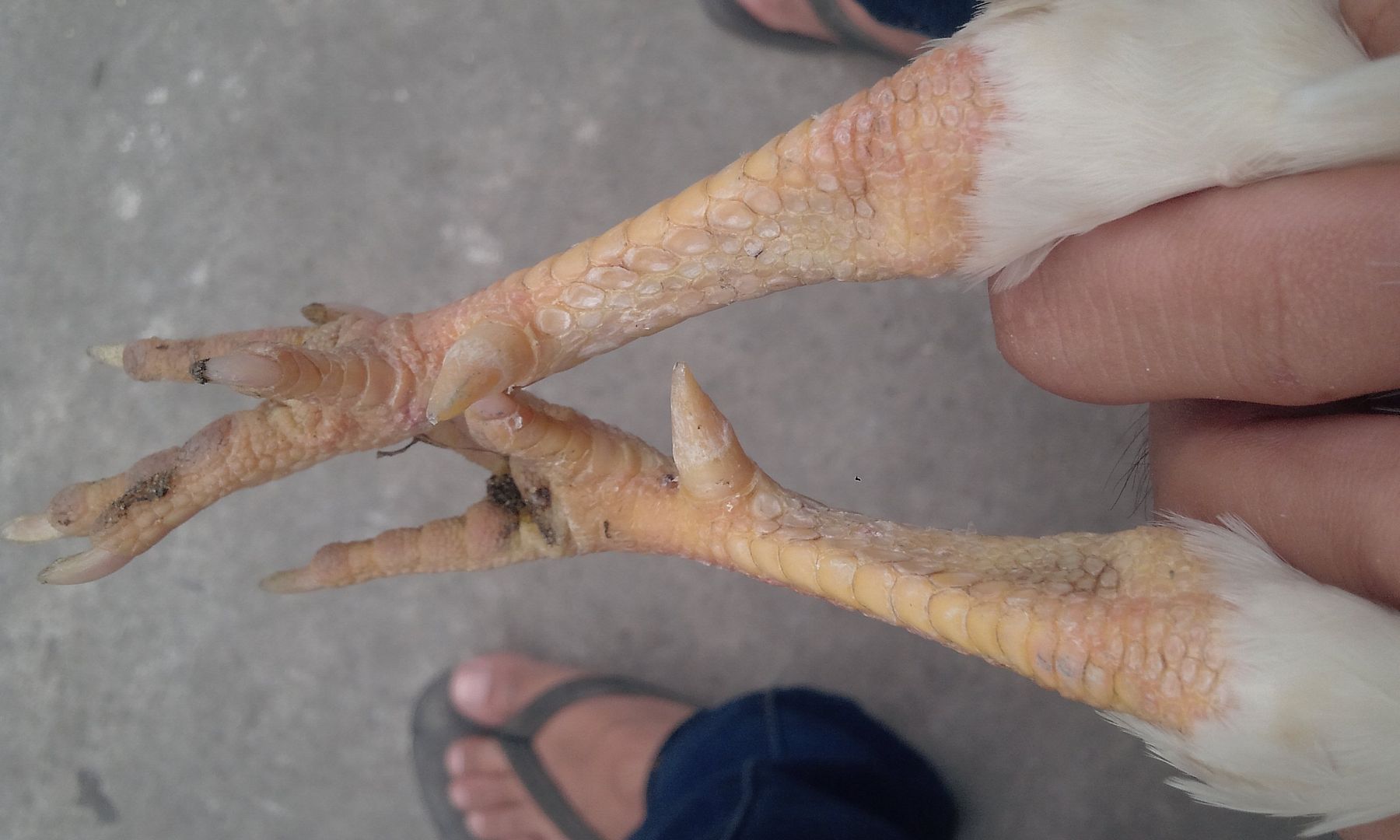 2 em gà tre Win hôm chủ nhật để lại cho ae chơi (có clip) - 1