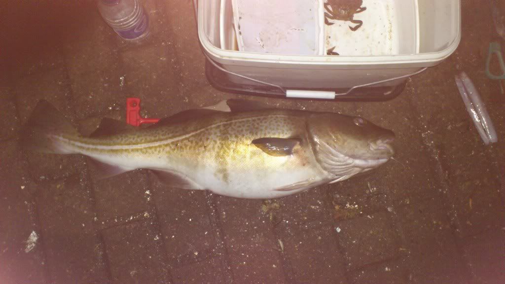 7lbcodtyne.jpg