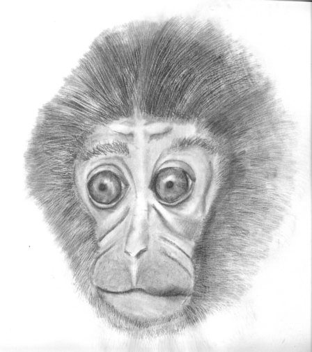 MonkeyPreview.png