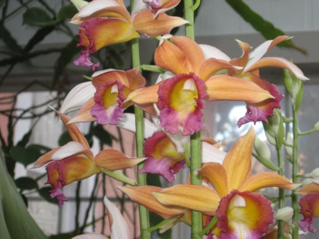 Phaius Tankerville photo IMG_4099_zpsabb83ca9.jpg