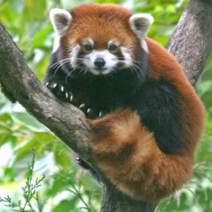 New-Red-Panda-Discovered-in-North-America-2.jpg