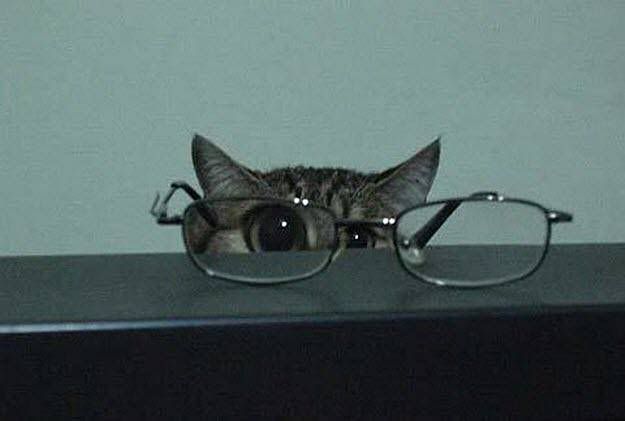 cat-looking-through-glasses.jpg