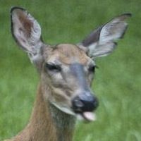 deer-sticks-tongue-out.jpg