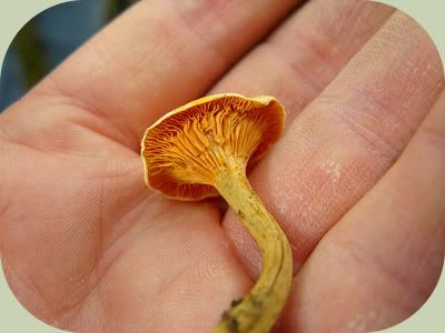 false-chanterelle1.jpg