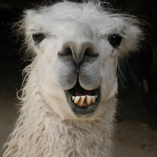 Smiling Llama