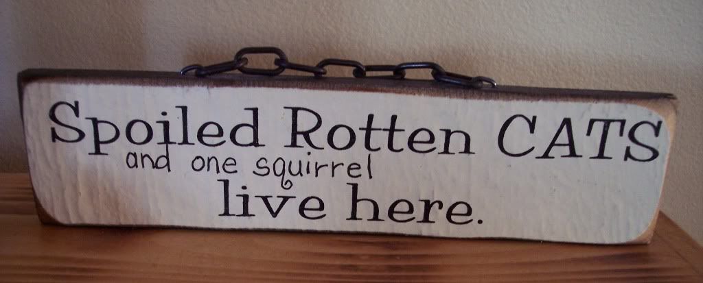Pet Squirrel Pet Squirrel