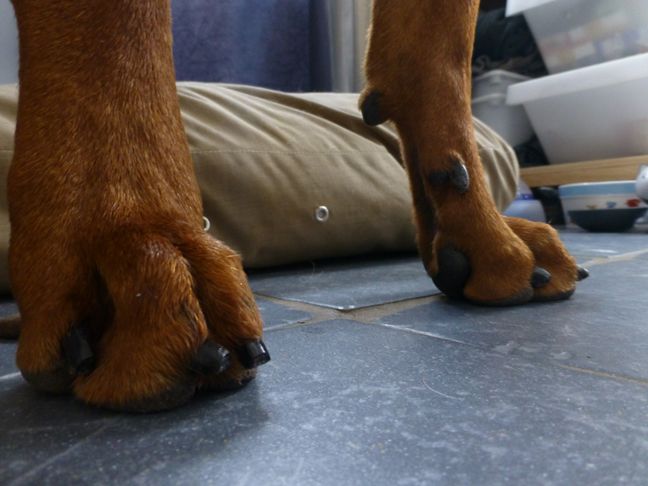 what is the nub on a dogs foot