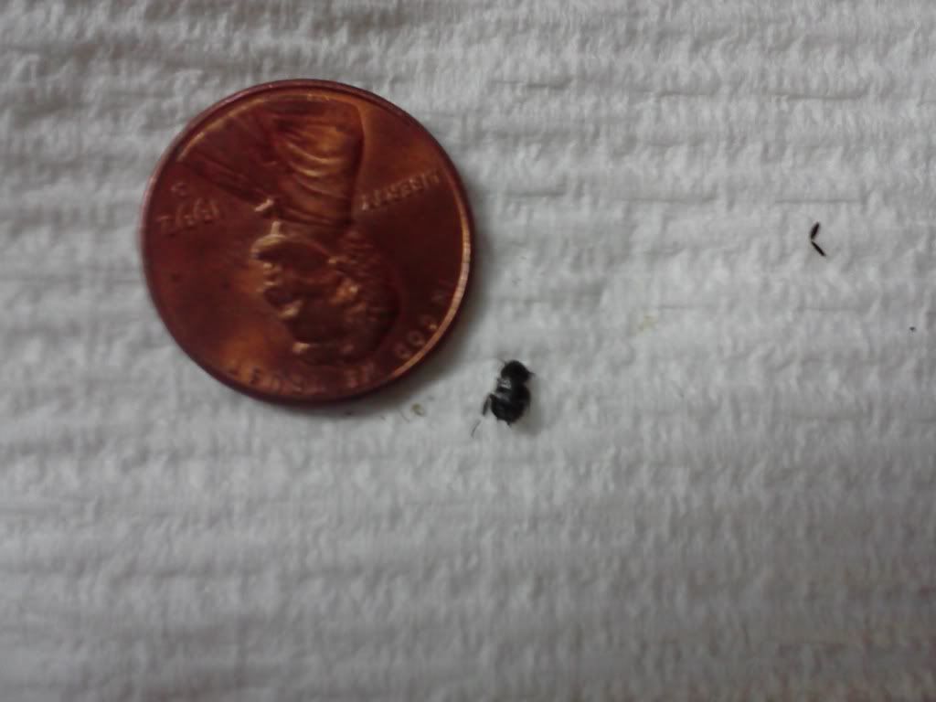 Is this a bed bug? Â« Got Bed Bugs? Bedbugger Forums