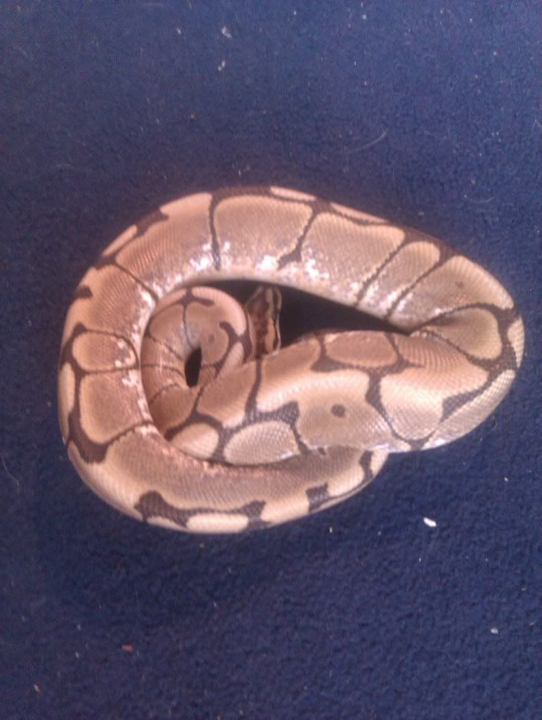 OUR COLLECTION GALLERY dna reptiles