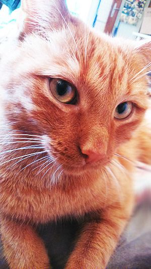 Simba-1_zpstvisfop6.jpg