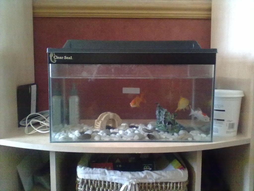 fish.jpg