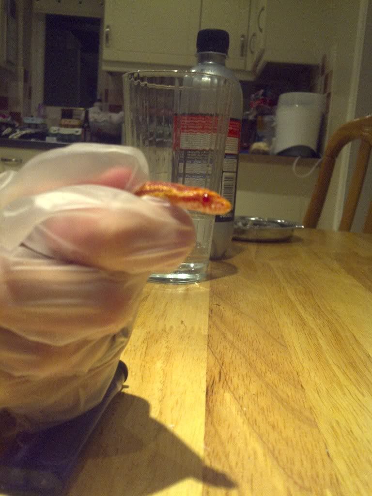 IMG-20120420-00661.jpg