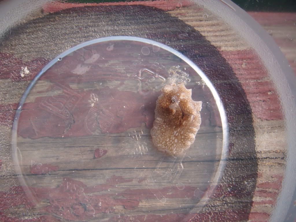 POLYCLAD FLATWORM!! Vid and Pics The Reef Tank
