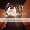 http://i1180.photobucket.com/albums/x405/fretka165/1702/Azrael_the_Ferret_by_ShadowOfMeHH.png