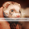 http://i1180.photobucket.com/albums/x405/fretka165/1702/Ferret_002_by_Harayken.png