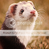 http://i1180.photobucket.com/albums/x405/fretka165/1702/Portrait_of_a_Ferret_by_metatetron_photos.png