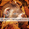 http://i1180.photobucket.com/albums/x405/fretka165/1702/autumn_ferret_by_wandakelemen.png