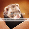 http://i1180.photobucket.com/albums/x405/fretka165/1702/ferret_in_a_box_by_robbingraves.png