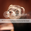 http://i1180.photobucket.com/albums/x405/fretka165/1702/funtik_the_ferret_by_Sashe4ka.png