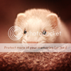 http://i1180.photobucket.com/albums/x405/fretka165/1702/my_friend_ferret_by_Sashe4ka.png