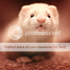 http://i1180.photobucket.com/albums/x405/fretka165/1702/my_little_ferret_by_Sashe4ka.png